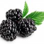 50 Seeds BLACK RASPBERRY Rubus Leucodermis Fruit Bush Vine (Seeds)