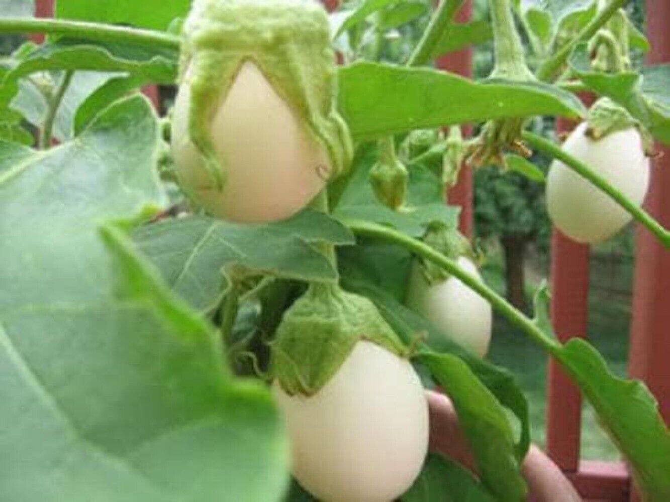 30 Seeds EASTER EGG PLANT Ornamental Easter Eggplant / Nest Egg Solanum Ovigerum (Seeds)