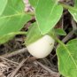 30 Seeds EASTER EGG PLANT Ornamental Easter Eggplant / Nest Egg Solanum Ovigerum (Seeds)