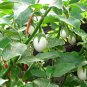30 Seeds EASTER EGG PLANT Ornamental Easter Eggplant / Nest Egg Solanum Ovigerum (Seeds)