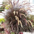 25 Seeds PURPLE FOUNTAIN GRASS Ornamental Pennisetum Setaceum Dark Burgundy Flower (Seeds)