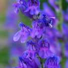 300 Seeds Blue ROCKY MOUNTAIN BEARDTONGUE Penstemon Strictus Flower (Seeds)