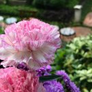 50 Seeds PICOTEE MIX CARNATION Dianthus Caryophyllus Bicolor Striped Flower (Seeds)