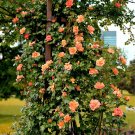 5 Seeds ORANGE CLIMBING ROSE Rosa Bush Vine Climber Fragrant Butterfly Flower (Seeds)