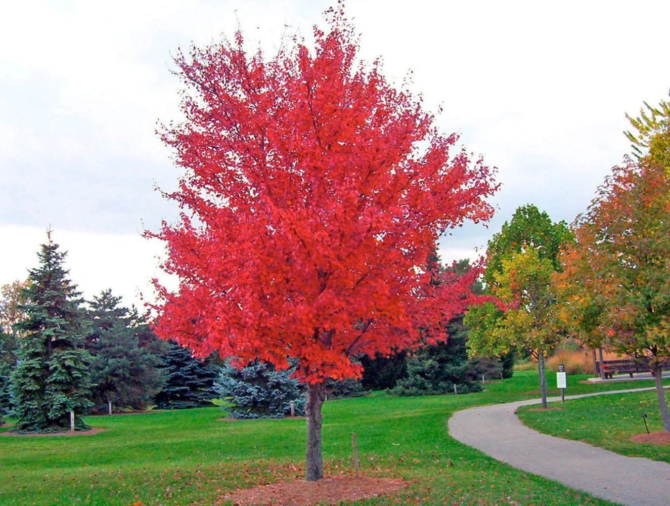 25 Seeds SIBERIAN MAPLE TREE Acer Ginnala Seeds - Red Fall Foliage (Seeds)