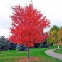25 Seeds SIBERIAN MAPLE TREE Acer Ginnala Seeds - Red Fall Foliage (Seeds)
