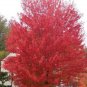 25 Seeds SIBERIAN MAPLE TREE Acer Ginnala Seeds - Red Fall Foliage (Seeds)