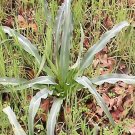 10 Seeds WAVY LEAFED SOAP PLANT Soaproot Chlorogalum Pomeridianum Laothoe Flower (Seeds) 10 Seeds WAVY LEAFED SOAP PLANT Soaproot Chlorogalum Pomeridianum Laothoe Flower (Seeds)
