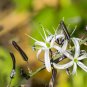 10 Seeds WAVY LEAFED SOAP PLANT Soaproot Chlorogalum Pomeridianum Laothoe Flower (Seeds)