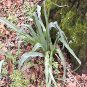 10 Seeds WAVY LEAFED SOAP PLANT Soaproot Chlorogalum Pomeridianum Laothoe Flower (Seeds)