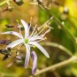 10 Seeds WAVY LEAFED SOAP PLANT Soaproot Chlorogalum Pomeridianum Laothoe Flower (Seeds)