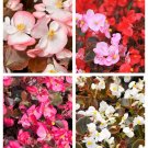 25 Seeds WAX MIXED BEGONIA Semperflorens Fibrous Mixed Colors Red Shade Flower (Seeds)