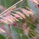 250 Seeds Ornamental INDIAN GRASS Sorghastrum Nutans Native (Seeds)