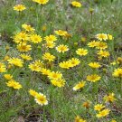 1000 Seeds DAHLBERG DAISY Thymophylla Tenuiloba Gold Fleece Carpet Yellow Flower (Seeds)