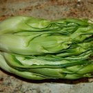 250 Seeds CICORIA CATALOGNA Puntarelle Chicorium Chicory Vegetable (Seeds)