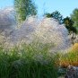 10 Seeds SILVER MAIDEN GRASS Miscanthus Sinensis Japanese Pampas Perennial (Seeds)