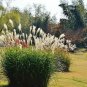 10 Seeds SILVER MAIDEN GRASS Miscanthus Sinensis Japanese Pampas Perennial (Seeds)