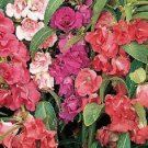 100 Seeds IMPATIENS Balsamina (Balsam / Lady Slipper / Touch Me Not) Flower (Seeds)