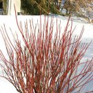 20 Seeds RED TWIG DOGWOOD American Red Osier Shrub White Flower Cornus Sericea (Seeds) 20 Seeds RED TWIG DOGWOOD American Red Osier Shrub White Flower Cornus Sericea (Seeds)