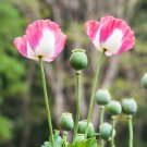 200 Seeds Organic AMPHORA POPPY Pink & White Papaver Flower (Seeds)