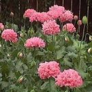 250 Seeds Bombast ROSE PEONY POPPY Papaver Peoniflorum Flower (Seeds) 250 Seeds Bombast ROSE PEONY POPPY Papaver Peoniflorum Flower (Seeds)