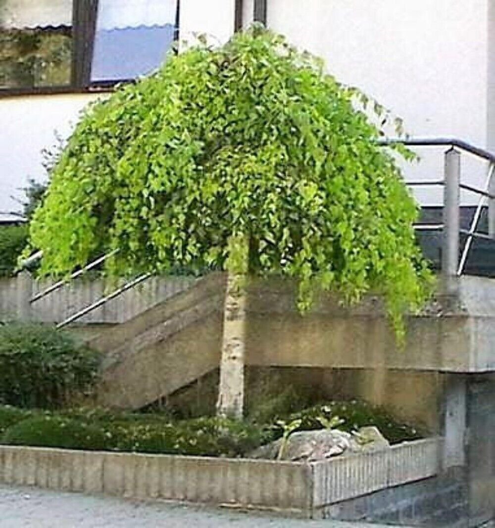 50 Seeds SILVER WEEPING BIRCH Tree White European Betula Pendula Alba (Seeds)