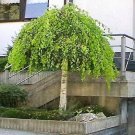 50 Seeds SILVER WEEPING BIRCH Tree White European Betula Pendula Alba (Seeds)