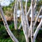 50 Seeds SILVER WEEPING BIRCH Tree White European Betula Pendula Alba (Seeds)