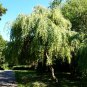 50 Seeds SILVER WEEPING BIRCH Tree White European Betula Pendula Alba (Seeds)