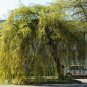50 Seeds SILVER WEEPING BIRCH Tree White European Betula Pendula Alba (Seeds)