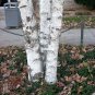 50 Seeds SILVER WEEPING BIRCH Tree White European Betula Pendula Alba (Seeds)