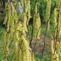 50 Seeds SILVER WEEPING BIRCH Tree White European Betula Pendula Alba (Seeds)