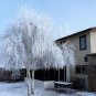 50 Seeds SILVER WEEPING BIRCH Tree White European Betula Pendula Alba (Seeds)