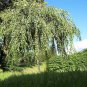 50 Seeds SILVER WEEPING BIRCH Tree White European Betula Pendula Alba (Seeds)