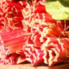 500 Seeds Organic REDVENTURE CELERY Apium Graveolens Herb Vegetable Stalk Red GoldPink (Seeds)