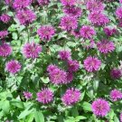 2000 Seeds BEE BALM Lemon MINT Monarda Citriodora Herb Purple Flower (Seeds) 2000 Seeds BEE BALM Lemon MINT Monarda Citriodora Herb Purple Flower (Seeds)