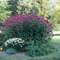 2000 Seeds BEE BALM Lemon MINT Monarda Citriodora Herb Purple Flower (Seeds)