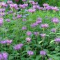 2000 Seeds BEE BALM Lemon MINT Monarda Citriodora Herb Purple Flower (Seeds)