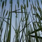 500 Seeds DERBY TIMOTHY GRASS Ornamental Phleum Pratense (Seeds)