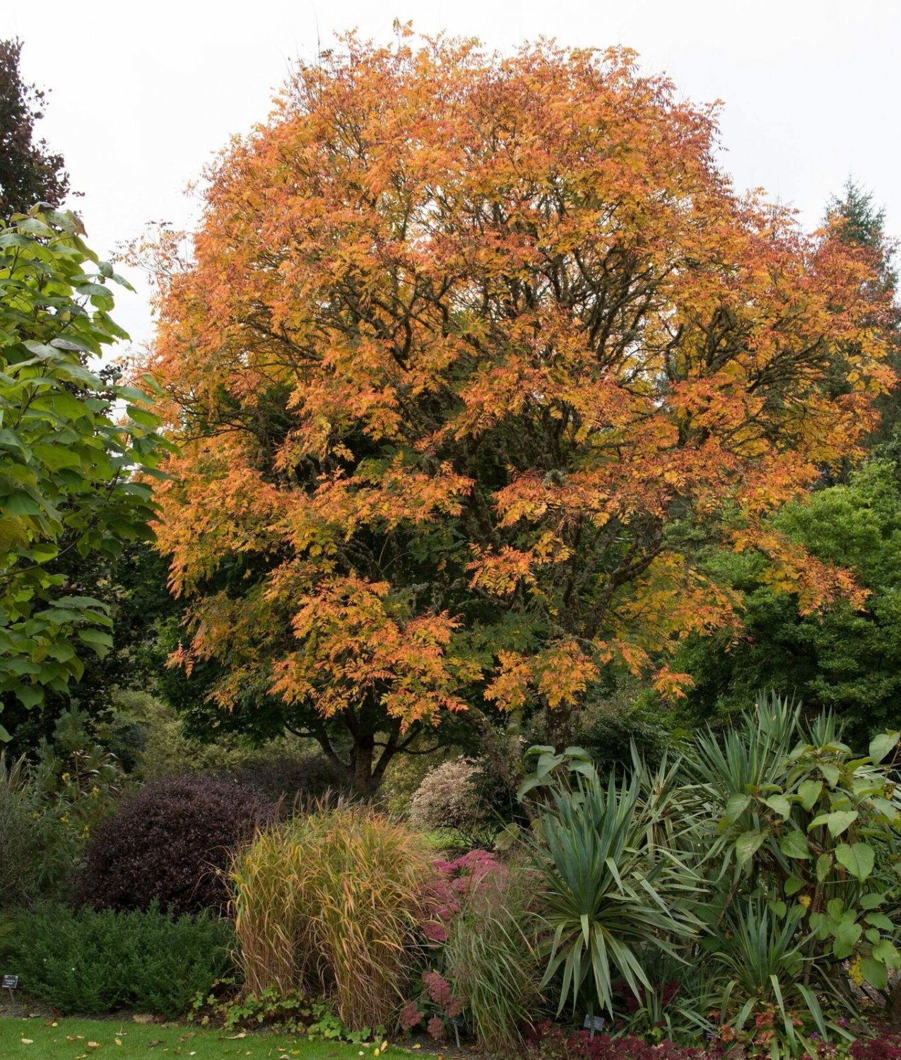 10 Seeds DWARF GOLDEN RAIN TREE Koelreuteria Paniculata Nana Yellow Flower (Seeds)