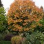 10 Seeds DWARF GOLDEN RAIN TREE Koelreuteria Paniculata Nana Yellow Flower (Seeds)