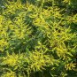 10 Seeds DWARF GOLDEN RAIN TREE Koelreuteria Paniculata Nana Yellow Flower (Seeds)