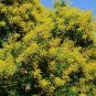 10 Seeds DWARF GOLDEN RAIN TREE Koelreuteria Paniculata Nana Yellow Flower (Seeds)