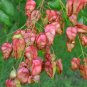 10 Seeds DWARF GOLDEN RAIN TREE Koelreuteria Paniculata Nana Yellow Flower (Seeds)