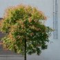 10 Seeds DWARF GOLDEN RAIN TREE Koelreuteria Paniculata Nana Yellow Flower (Seeds)