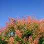 10 Seeds DWARF GOLDEN RAIN TREE Koelreuteria Paniculata Nana Yellow Flower (Seeds)
