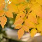 10 Seeds DWARF GOLDEN RAIN TREE Koelreuteria Paniculata Nana Yellow Flower (Seeds)