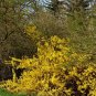 10 Seeds DWARF GOLDEN RAIN TREE Koelreuteria Paniculata Nana Yellow Flower (Seeds)