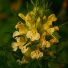 100 Seeds MARSH BETONY Lousewort / Swamp Lousewor) Pedicularis Lanceolata Flower (Seeds)