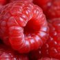100 Seeds RED RASPBERRY Rubus Idaeus Fruit Bush Vine (Seeds)